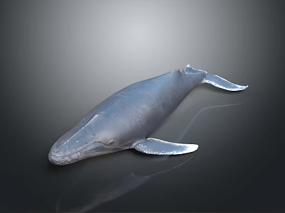 Realistic 3D Rendered Blue Whale Marine Animal With Detailed Fins Tail And Gray Gradient Background 3d model