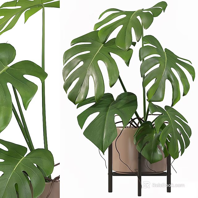 Bonsai Potted Monstera Plant With Large Split Green Leaves And Beige Pot Stand 3d model 