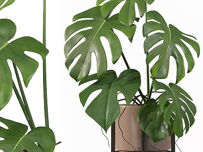 Bonsai Potted Monstera Plant With Large Split Green Leaves And Beige Pot Stand 3d model