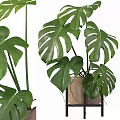 Bonsai Potted Monstera Plant With Large Split Green Leaves And Beige Pot Stand
