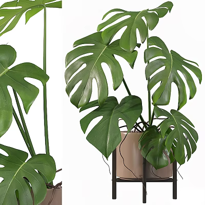 Bonsai Potted Monstera Plant With Large Split Green Leaves And Beige Pot Stand 3d model