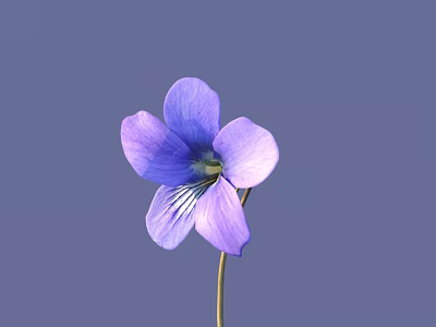 Blooming Purple Violet Flower With Delicate Petals And Thin Stem On Purple Background 3d model