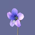 Blooming Purple Violet Flower With Delicate Petals And Thin Stem On Purple Background