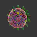 Human Hair Organ Structure With Follicle Cells And Growth Components