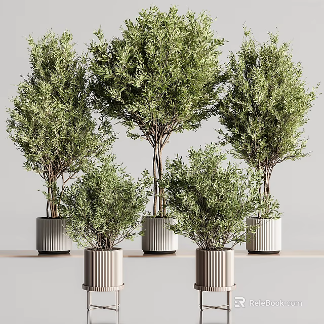 Potted Bonsai Plants With Green Foliage In White Striped Decorative Pots 3d model 