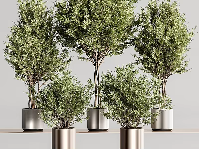 Potted Bonsai Plants With Green Foliage In White Striped Decorative Pots 3d model