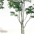 Indoor Bonsai Potted Trees With Green Leaves Slender Trunks And White Planters