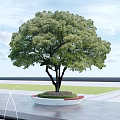 Decorative Circular Tree Pit With Large Green Tree And Surrounding Fountains On Paved Ground