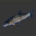 Catfish Carp Sturgeon Bass Freshwater Fish Various Carp Grass Carp Crucian Carp 3d model