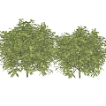 Two Green Shrubs With Lush Dense Foliage In Garden Landscape Design