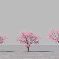 Three Trees With Pink Blossoms Against Gray Sky And Paved Ground 3d model