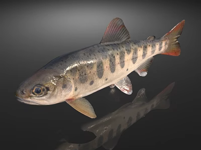 Spotted Aquatic Fish with Red Fins Gray Body and Clear Reflection 3d model