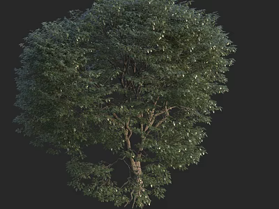 Tall Tree With Lush Green Foliage And Sturdy Trunk In Natural Scene 3d model