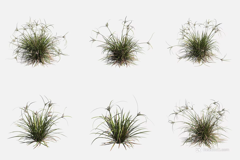 Aquatic Plants With Clumping Growth Fine Textured Slender Leaves And Small Spikes 3d model 
