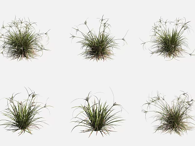Aquatic Plants With Clumping Growth Fine Textured Slender Leaves And Small Spikes 3d model