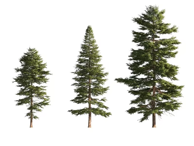 Three Pine Trees in Different Sizes with Green Canopies and Brown Trunks 3d model