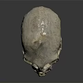 Primate Skull With Natural Texture And Distinct Facial Features On Dark Background