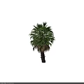 Tall Palm Tree with Green Fronds and Brown Trunk in Tropical Garden