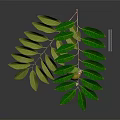 Vibrant Green Plant Branch With Lush Foliage And Small Red Fruit