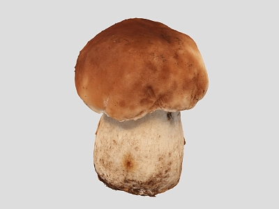 Mushroom Scan Mushroom Vegetables 3d model