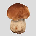 Mushroom Scan Mushroom Vegetables 3d model