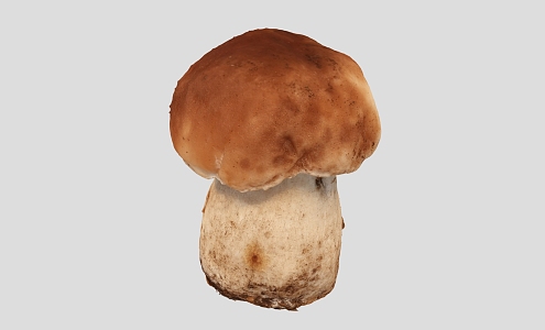 Mushroom Scan Mushroom Vegetables 3d model