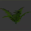 Lush Green Fern Plant With Leafy Fronds On Simple Background