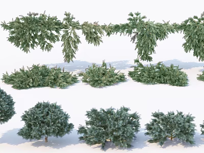 Evergreen Tree Varieties in Different Shapes and Sizes for Landscape Design 3d model