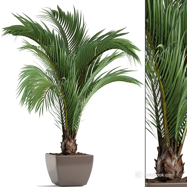 Lush Palm Potted Plant With Large Green Fronds And Woody Trunk Base In Square Planter 3d model 