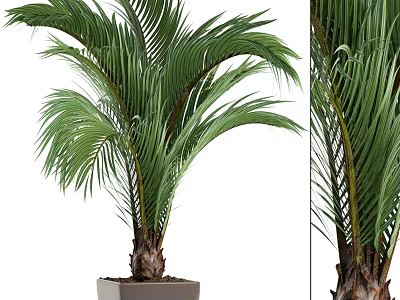 Lush Palm Potted Plant With Large Green Fronds And Woody Trunk Base In Square Planter 3d model