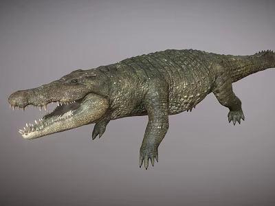 Realistic 3D Model of Aquatic Animal Crocodile with Open Mouth and Scaly Skin 3d model