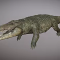 Realistic 3D Model of Aquatic Animal Crocodile with Open Mouth and Scaly Skin