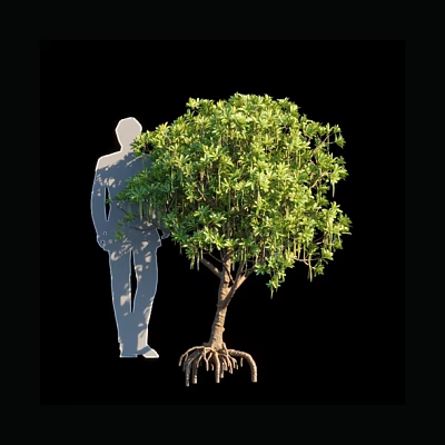 Kandelia mangrove olive tree tropical tree roadside tree tropical rainforest deciduous tree forest 3d model