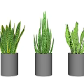 Green Snake Plants In Black Cylindrical Pots On Gray Background
