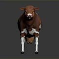 Brown And White Cow Standing On Reflective Surface With Gray Background