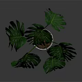 Lush Monstera Plant with Large Green Leaves in White Ceramic Pot on Dark Background
