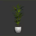 Green Plant with Slender Leaves in White Textured Pot and Red Soil Against Gray Background