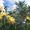 Potted Plants With Succulents Yellow Flowers And Green Leaves Under Blue Sky