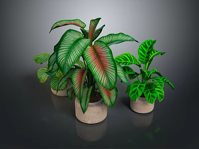 Decorative Indoor Potted Plants with Green and Red Variegated Leaves in Ceramic Pots 3d model