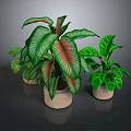 Decorative Indoor Potted Plants with Green and Red Variegated Leaves in Ceramic Pots
