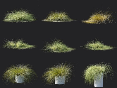 Thatched hairlike Carex hygrophyte Plant Riparian Plant Landscape Flowers and Grasses Cushion Lakeshore Plant 3d model