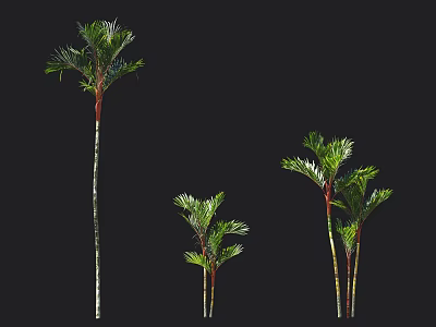 Tall and Small Palm Trees with Green Leaves and Slender Trunks 3d model