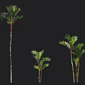 Tall and Small Palm Trees with Green Leaves and Slender Trunks