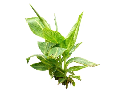 modern plant shrub grass 3d model