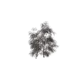 Tall Arbor With Reddish Brown Leaves Against Dark Background And Human Silhouette