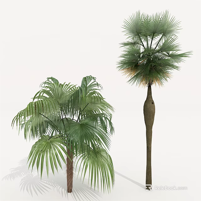 Two Types Of Palm Trees With Lush Green Foliage And Unique Trunks 3d model 