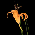 Fresh Edible Orange Daylily Flower With Green Leaves On Black Background