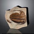 Ancient Trilobite Fossil Embedded in Rock Showing Preserved Exoskeleton Details