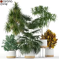 Various Green Plant Decorative Ornament Combination With White Pots And Lush Foliage