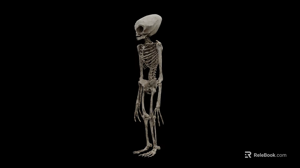 Alien Creature Skeleton Displaying Humanoid Form With Large Skull And Long Limbs 3d model 